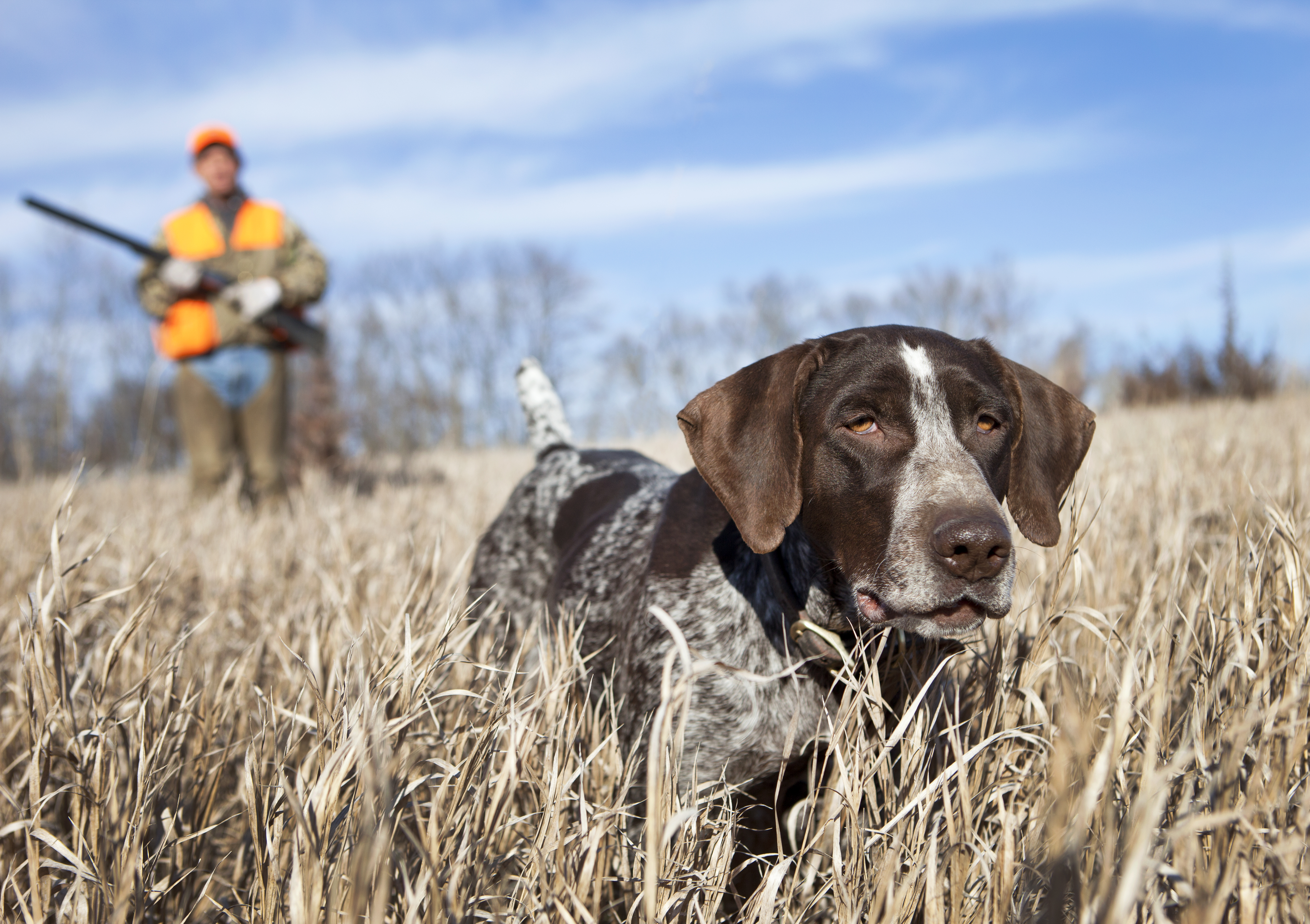 hunting dog breeds