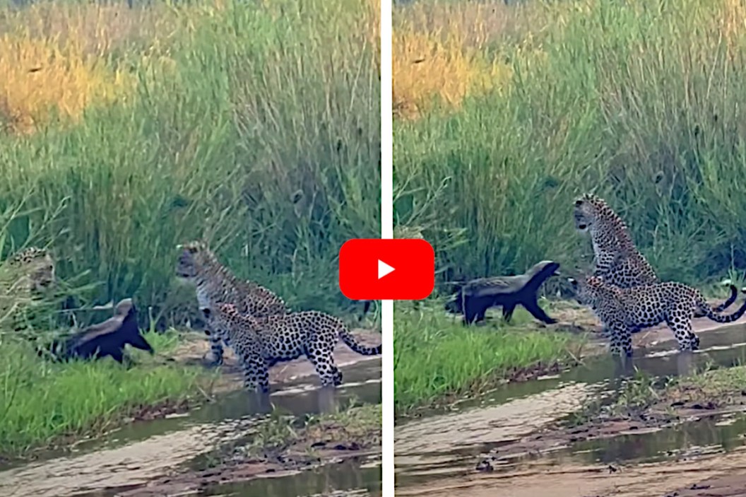 Mother Honey Badger Fearlessly Attacks Leopard in Defense of Her Cub Wide Open Spaces