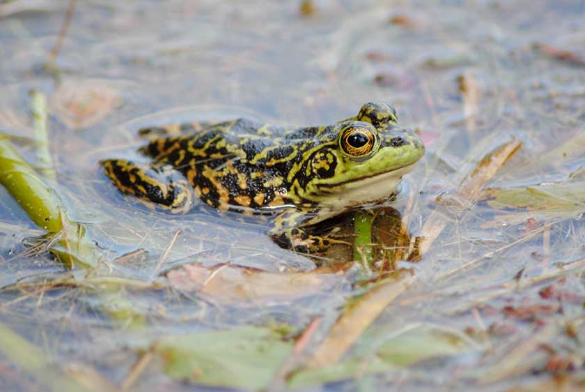 how to fish frogs