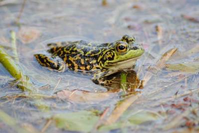 How to Fish Frogs: 5 Different Species and Tactics