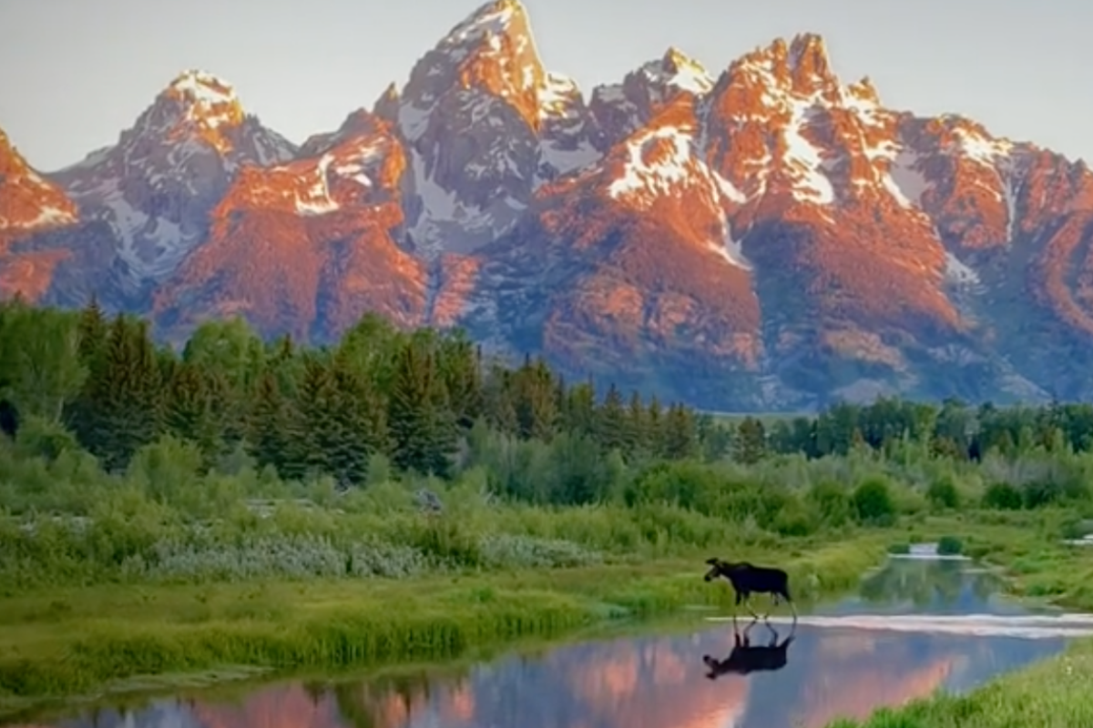 a moose crosses a stream in Grand Teton National Park