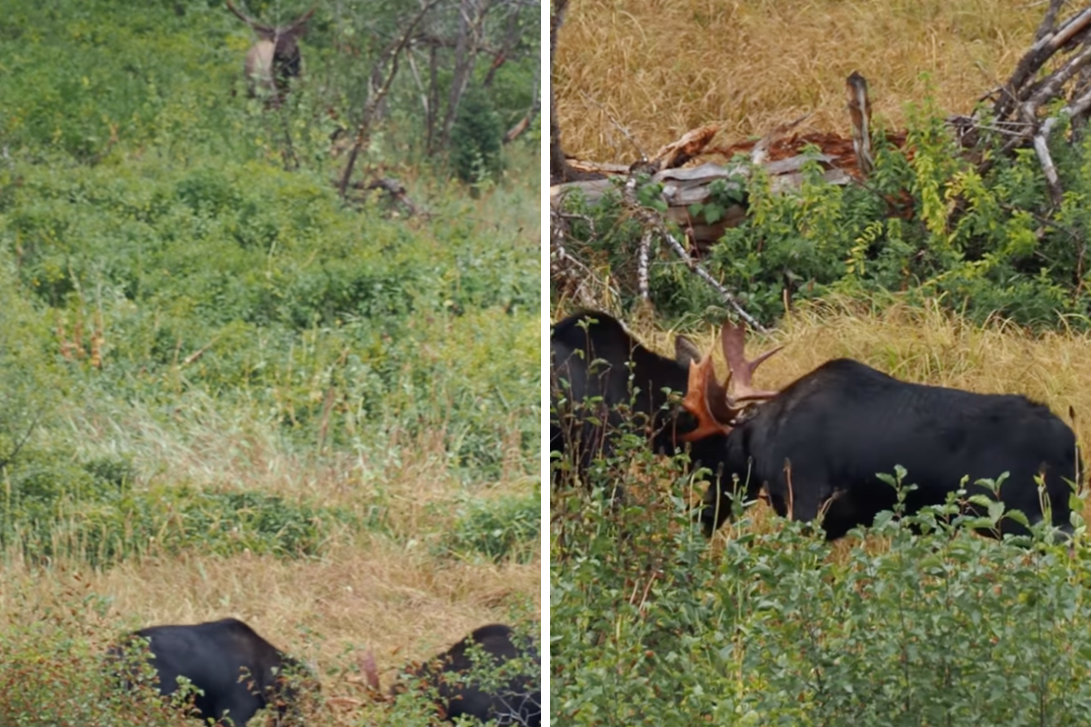two bull moose fight one another