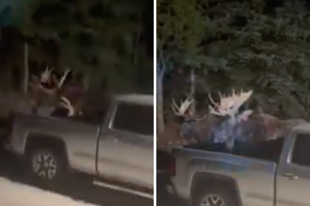 two moose fight near truck