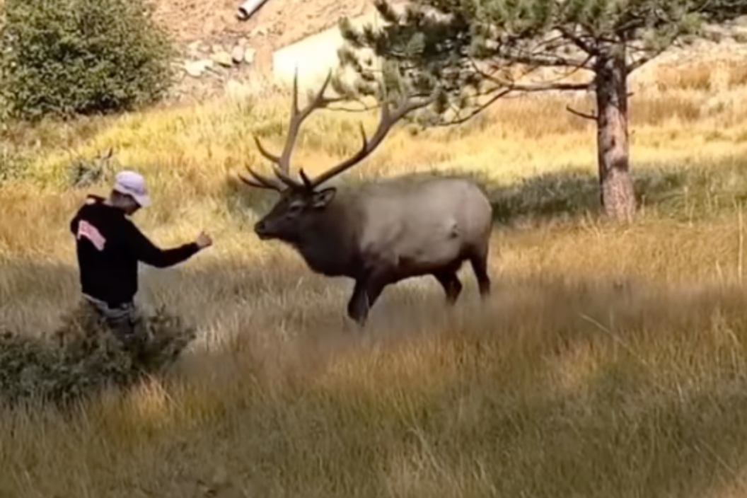 man tries to pet elk