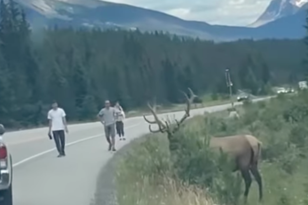 tourists approach an eating elk