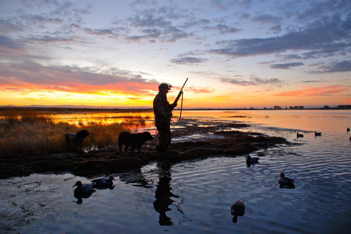 Waterfowl hunter at sunset
