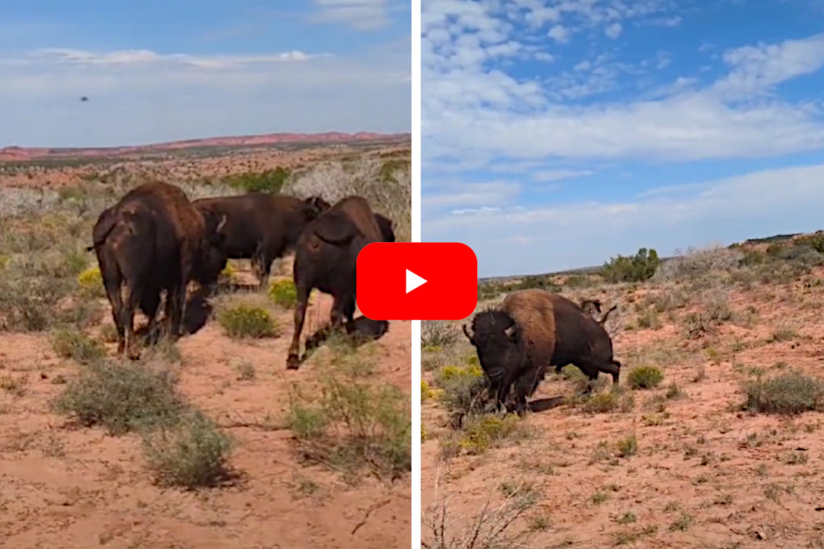 Woman Films Bison Attack