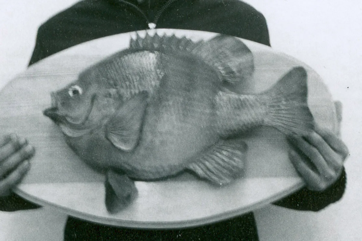 World Record Bluegill