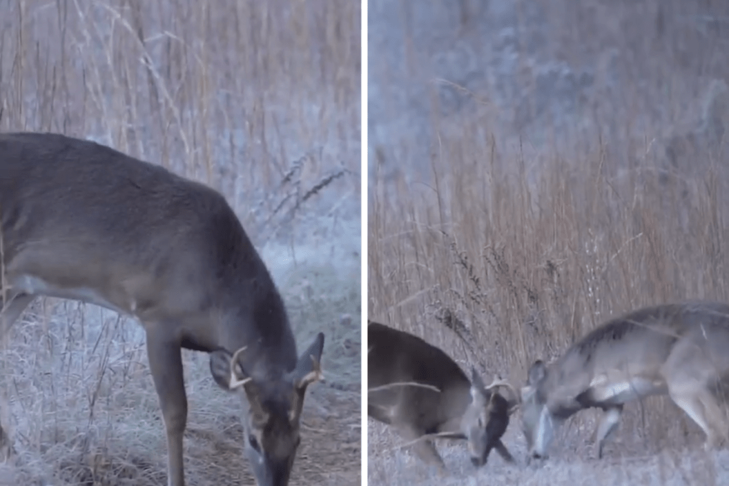 three legged deer takes on another buck in the rut