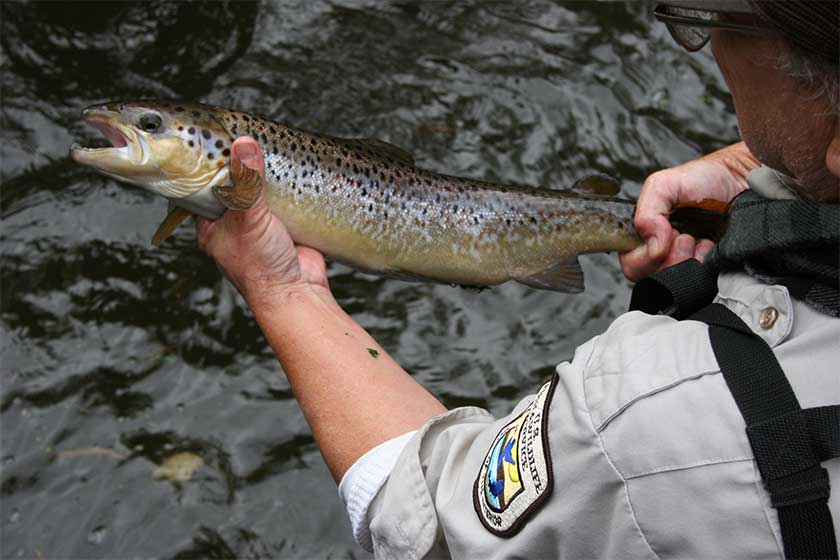 atlantic salmon