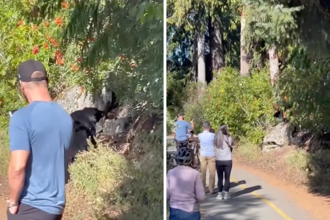 Man follows a bear while taking pictures