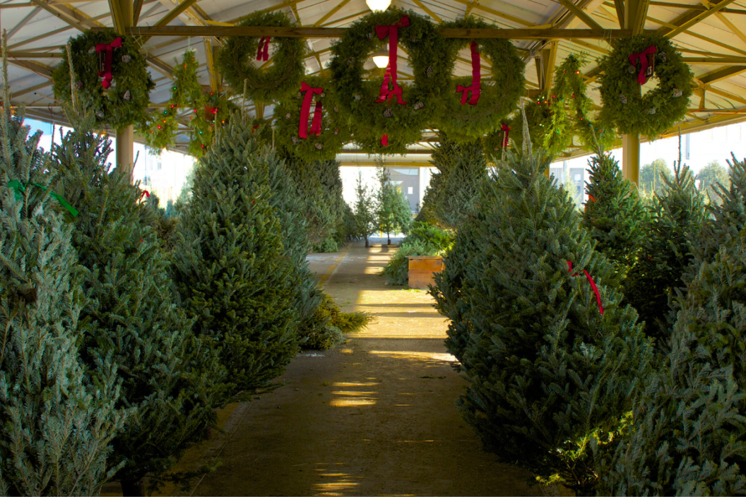 Christmas trees and wreaths sit in a tree lot