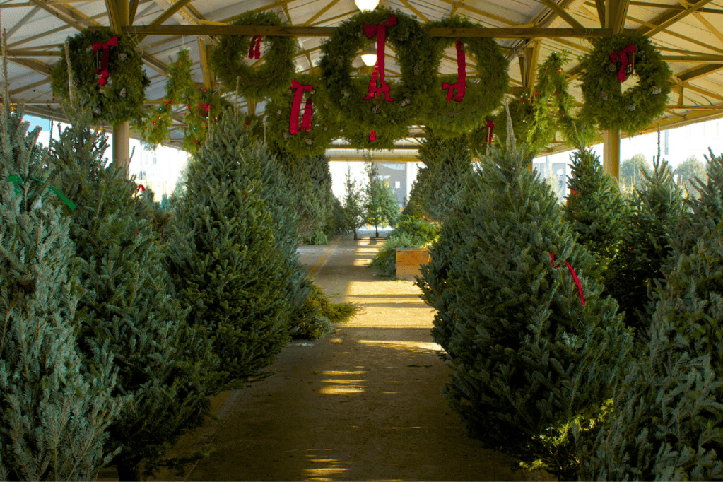 Tree Spending Budgets Maybe Tighter, But Americans Still Want Christmas Trees