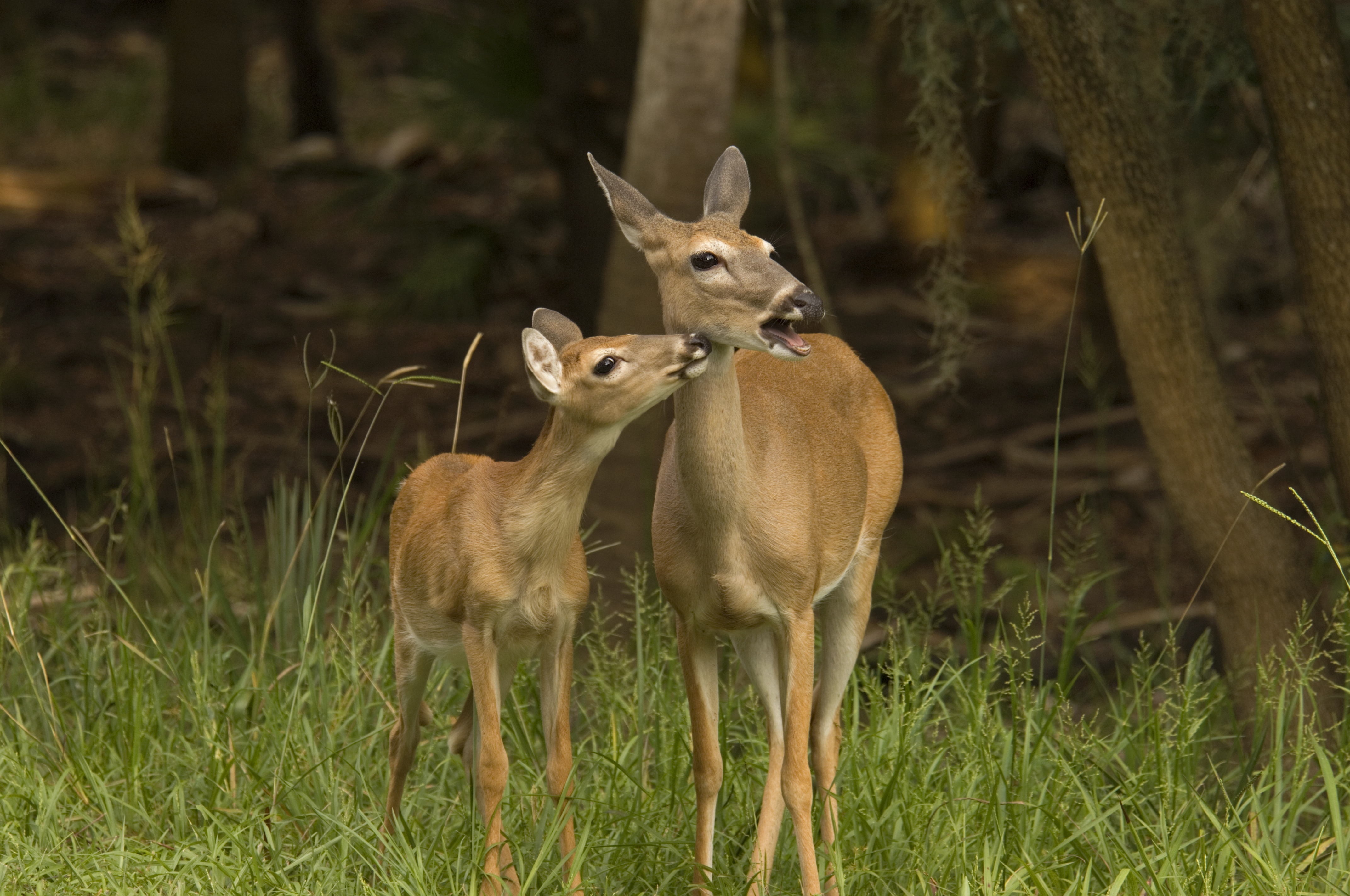 White Tail Deer Noises