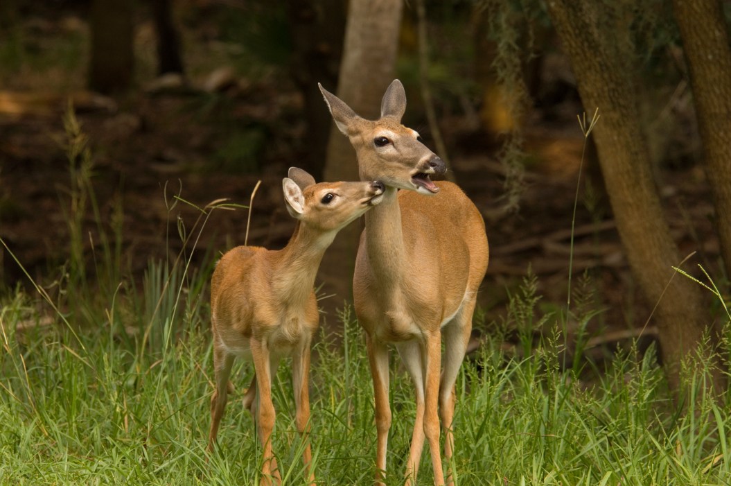 White Tail Deer Noises