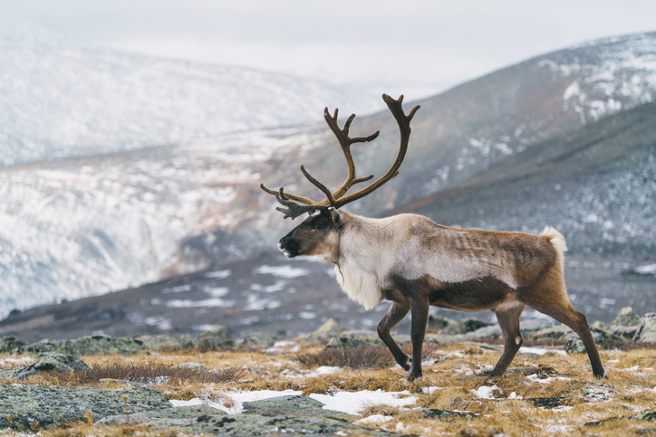 caribou hunting