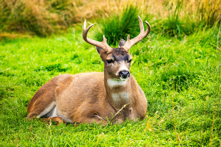 blacktail deer hunting