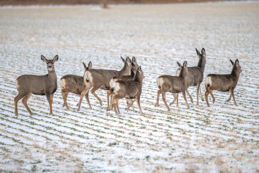 herd of social deer