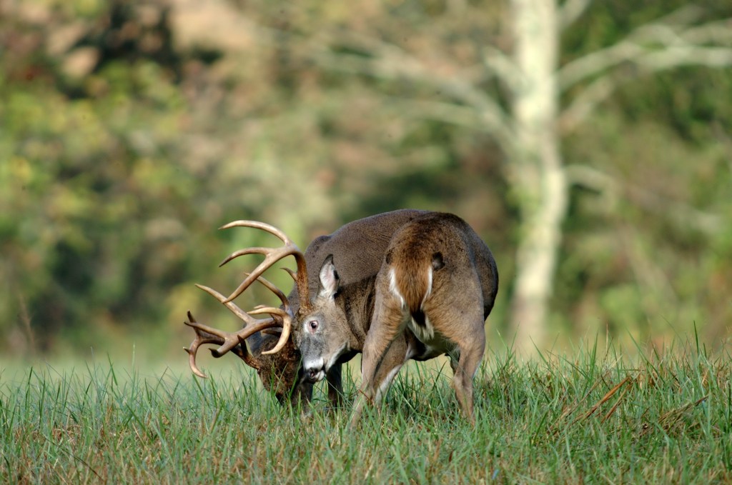 hunter-harvests-buck-still-carrying-his-dead-rival-in-missouri