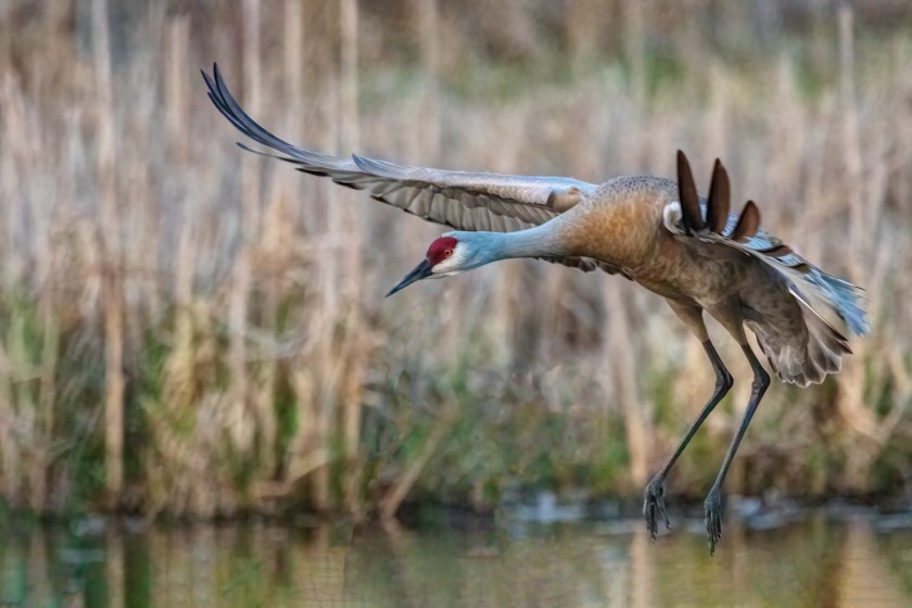 sandhill crane best tasting waterfowl