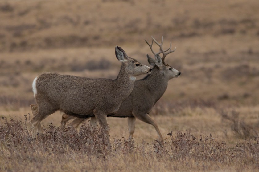 mule deer in the rut estrus