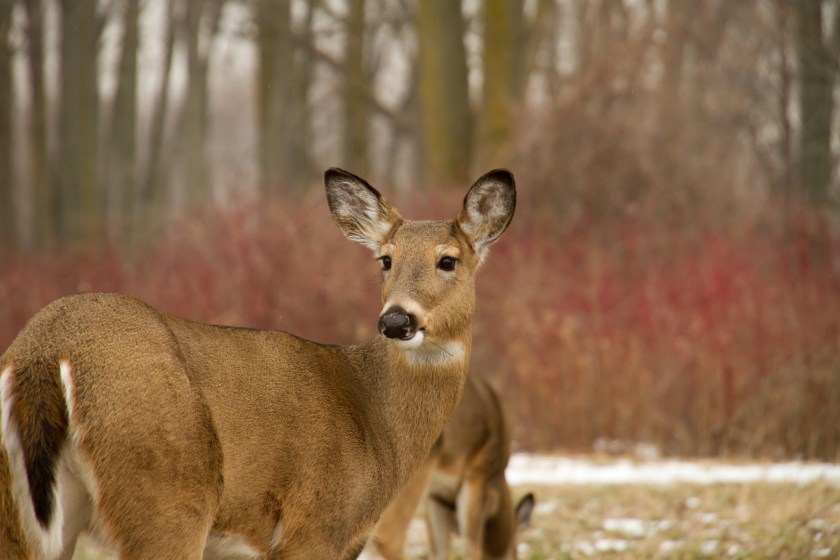Michigan deer muzzleloading season