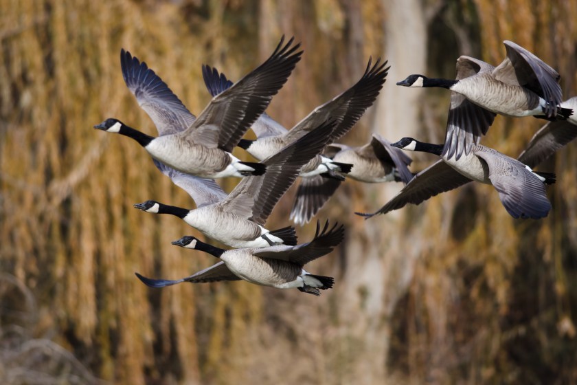 Canada geese best tasting waterfowl