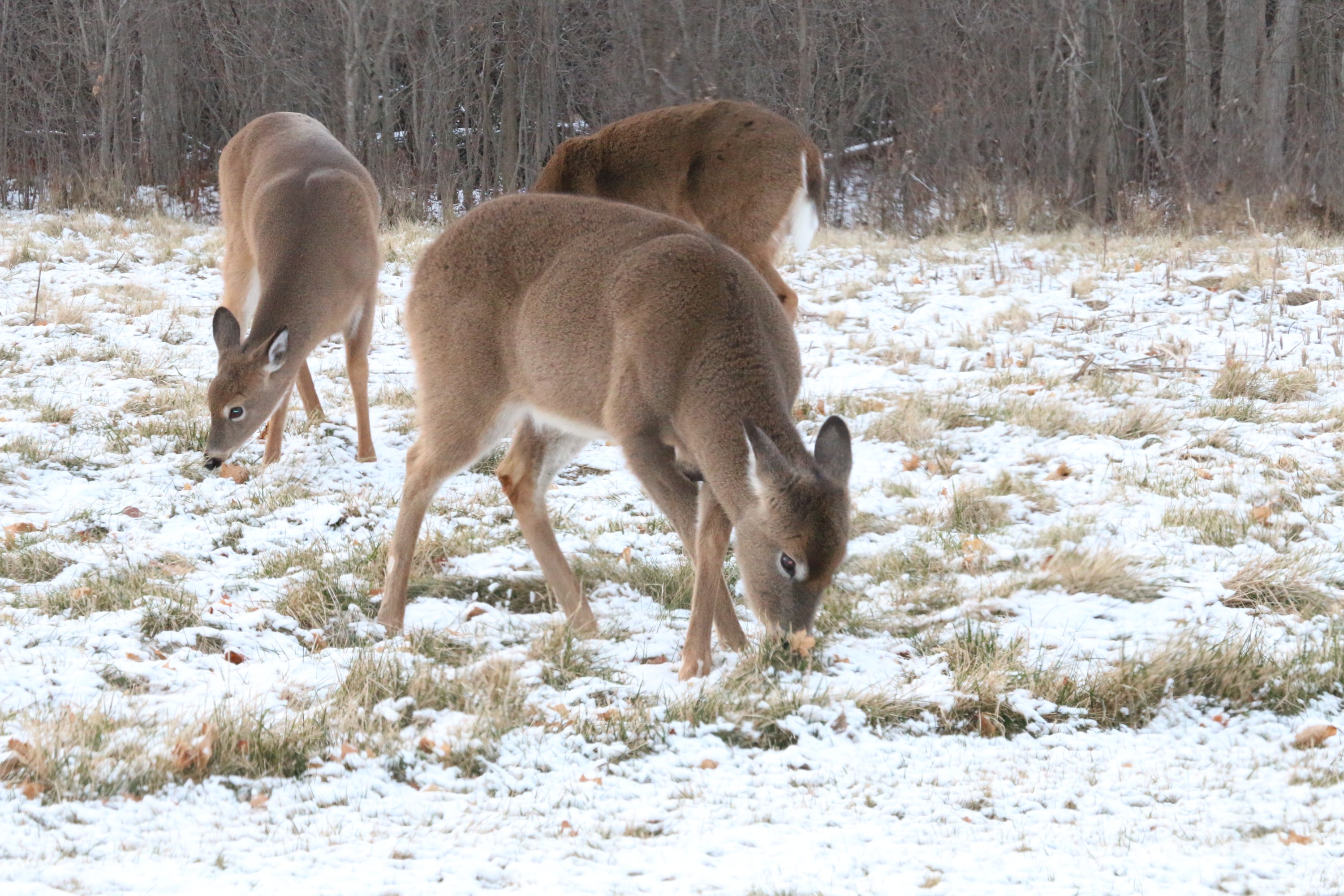 Michigan Muzzleloader Season Key Dates & Regulation Changes