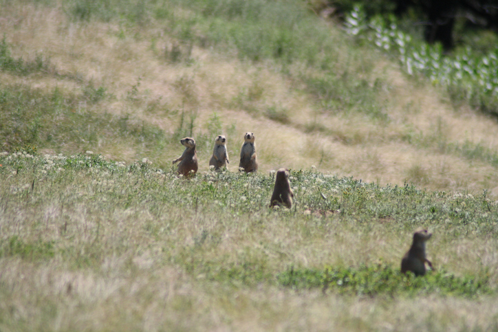 Prairie dog hunting