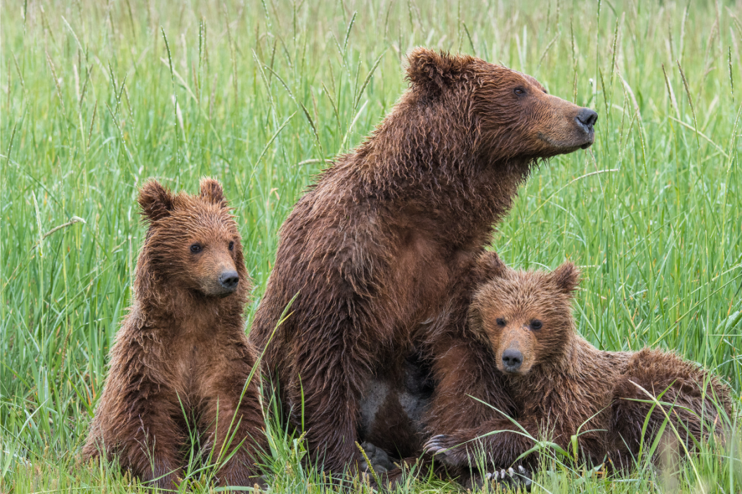 A family of Grizzy bears sit in grass