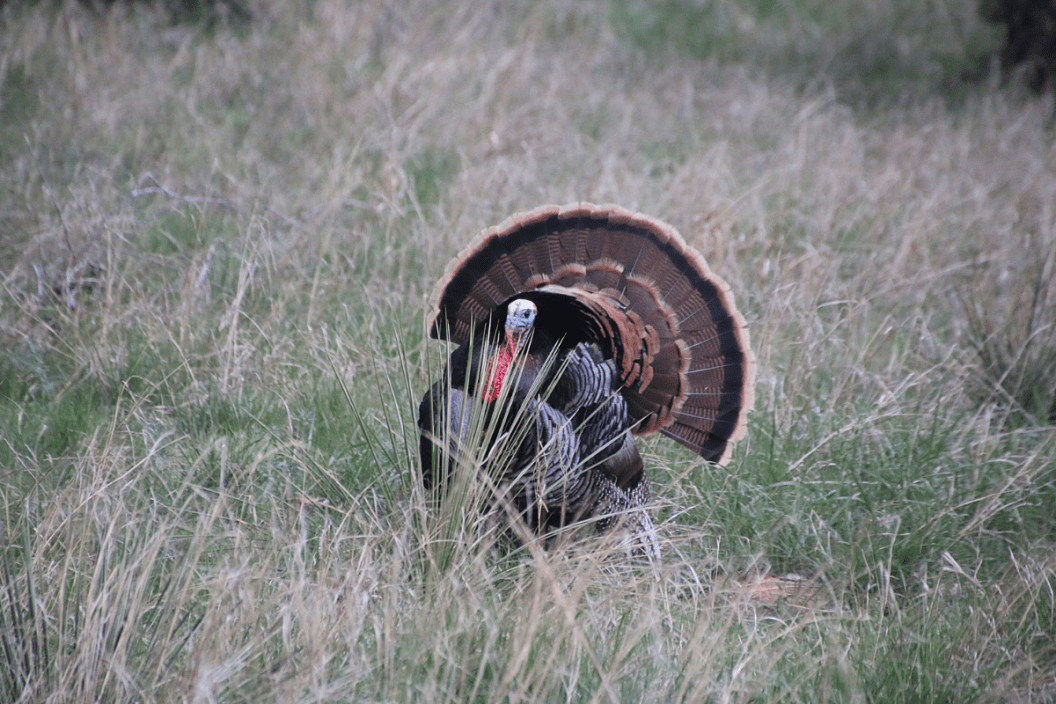 turkey hunt hog hunt
