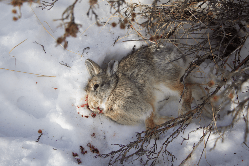 best rabbit hunting techniques