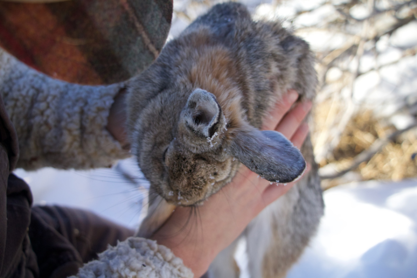 best rabbit hunting techniques