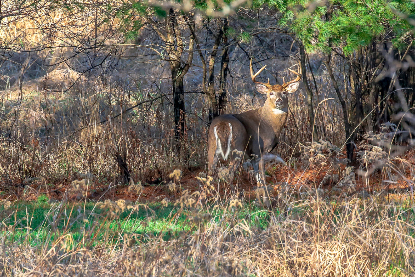 Hunting Thick Cover 4 Tips to Help When the Deer Are in the Thick Stuff