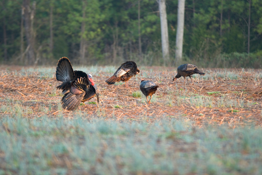 fall turkey hunting