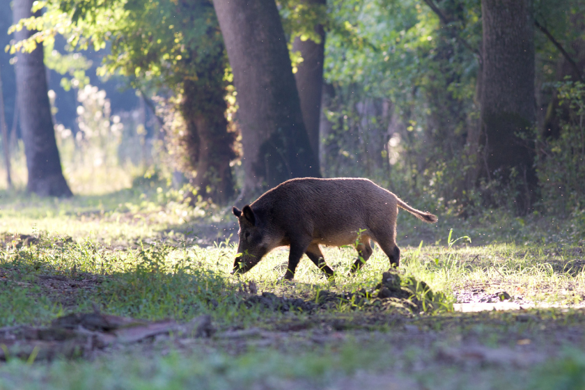 hunting regulation changes