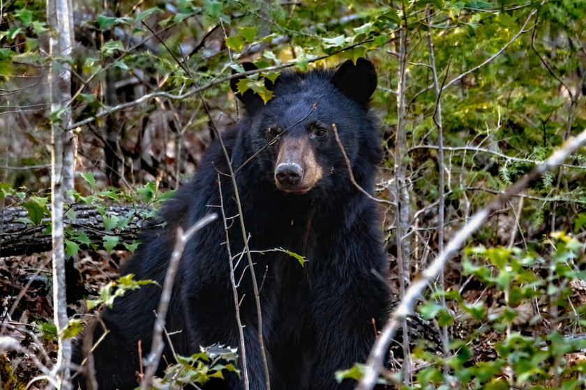 hunting a georgia black bear