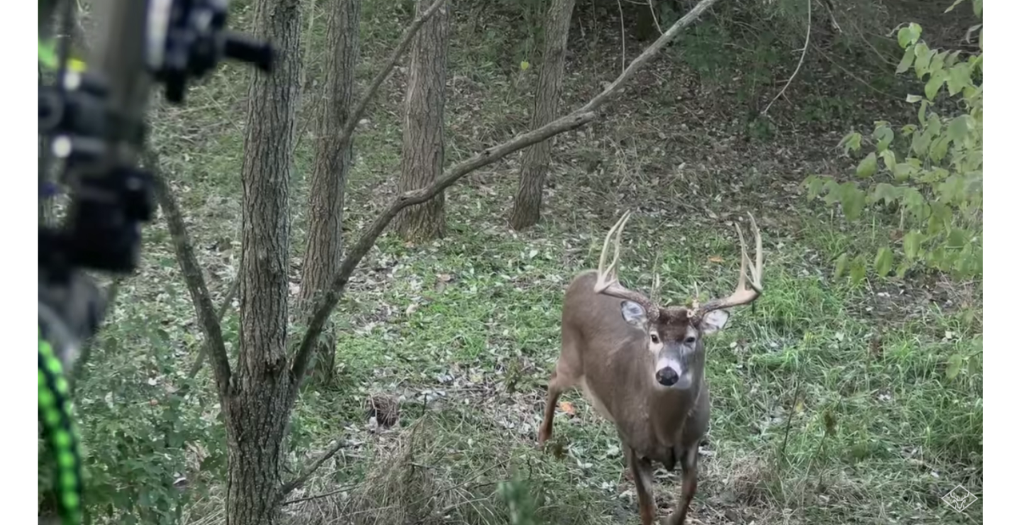 scissors buck bowhunt