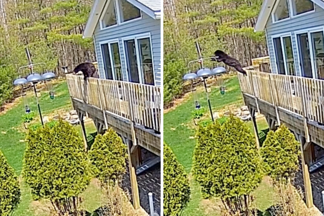 bear leaps off of deck onto bird seed pole