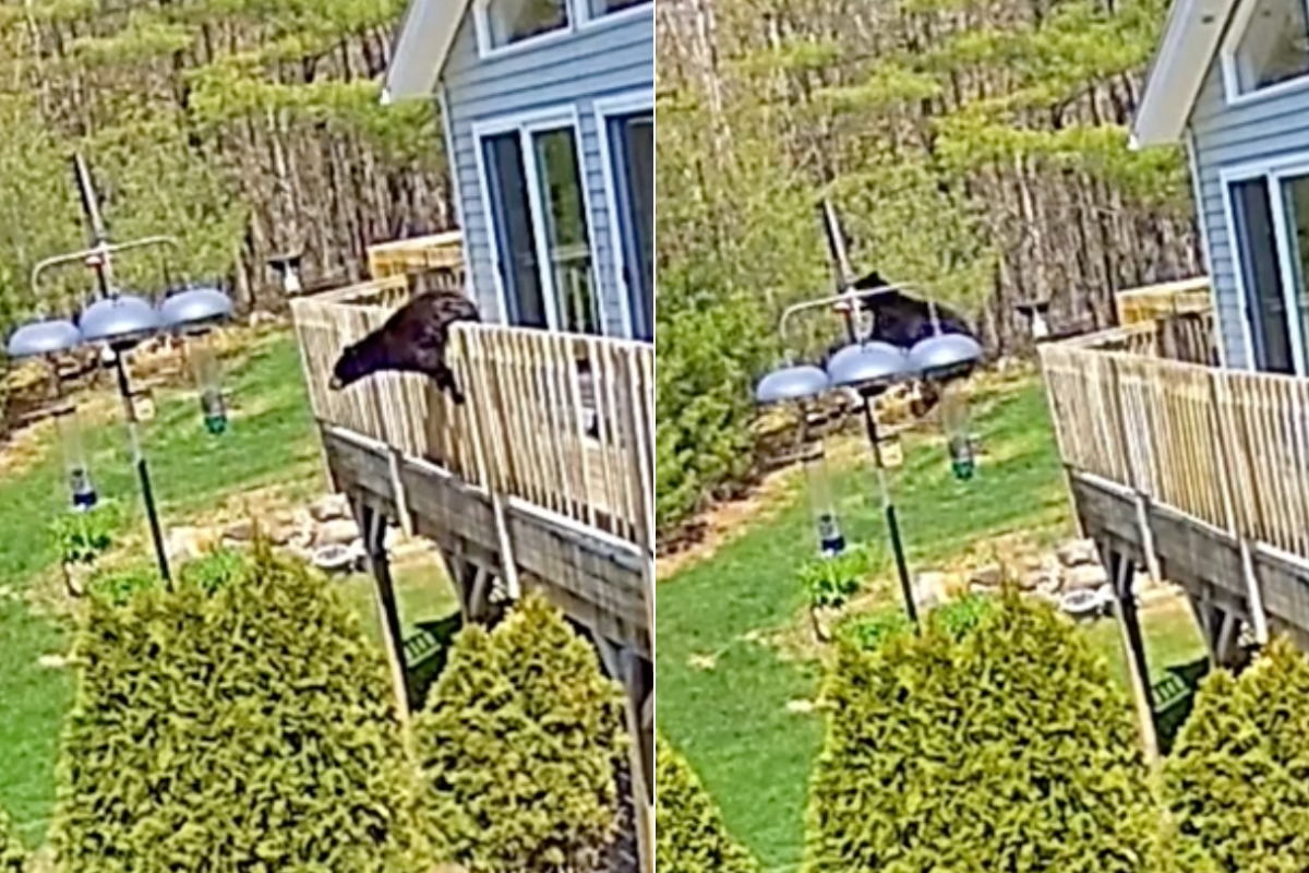 bear leaps from porch onto bird feeder