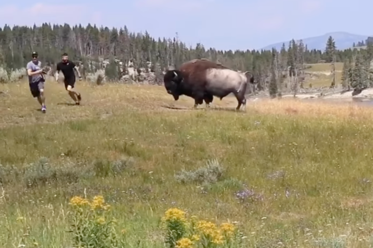 bison charges at tourists