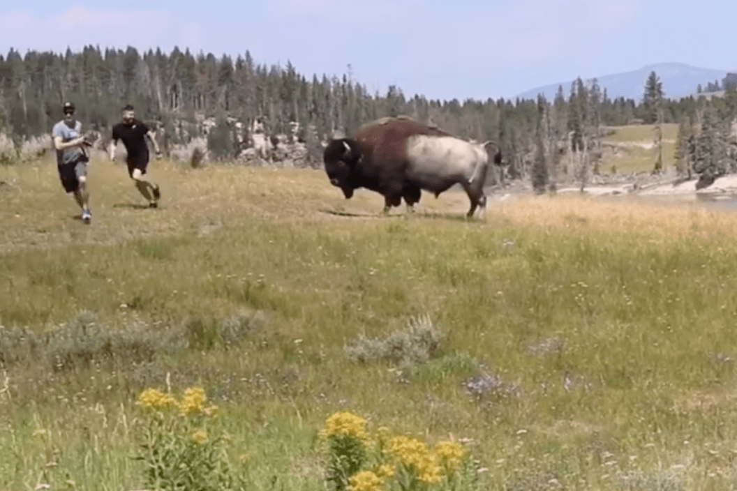 bison charges at tourists