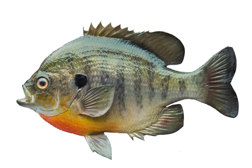 World Record Bluegill Profile