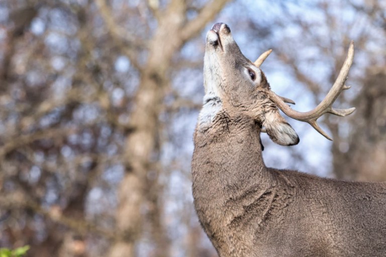 Buck Call, Understanding the Sounds and the Best Calls Available