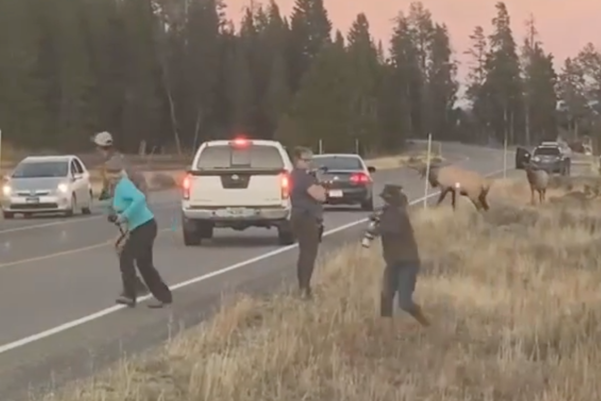 Bull elk charges park visitors on the side of the road.