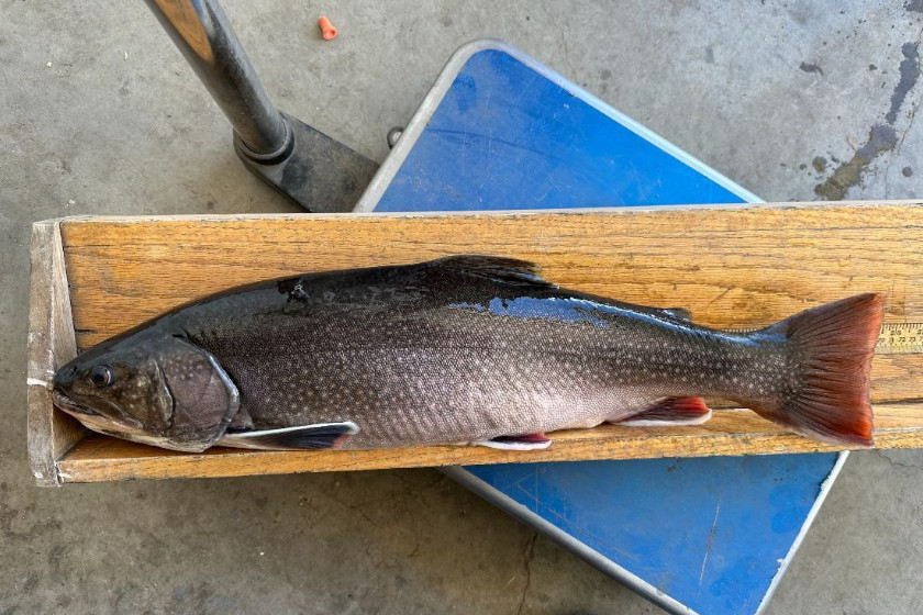 Colorado State Record Brook Trout