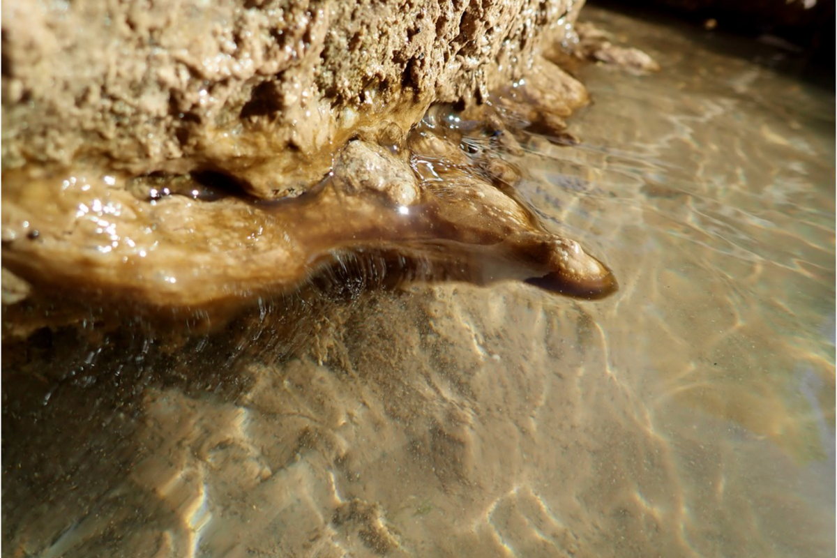 cyanobacteria in the water