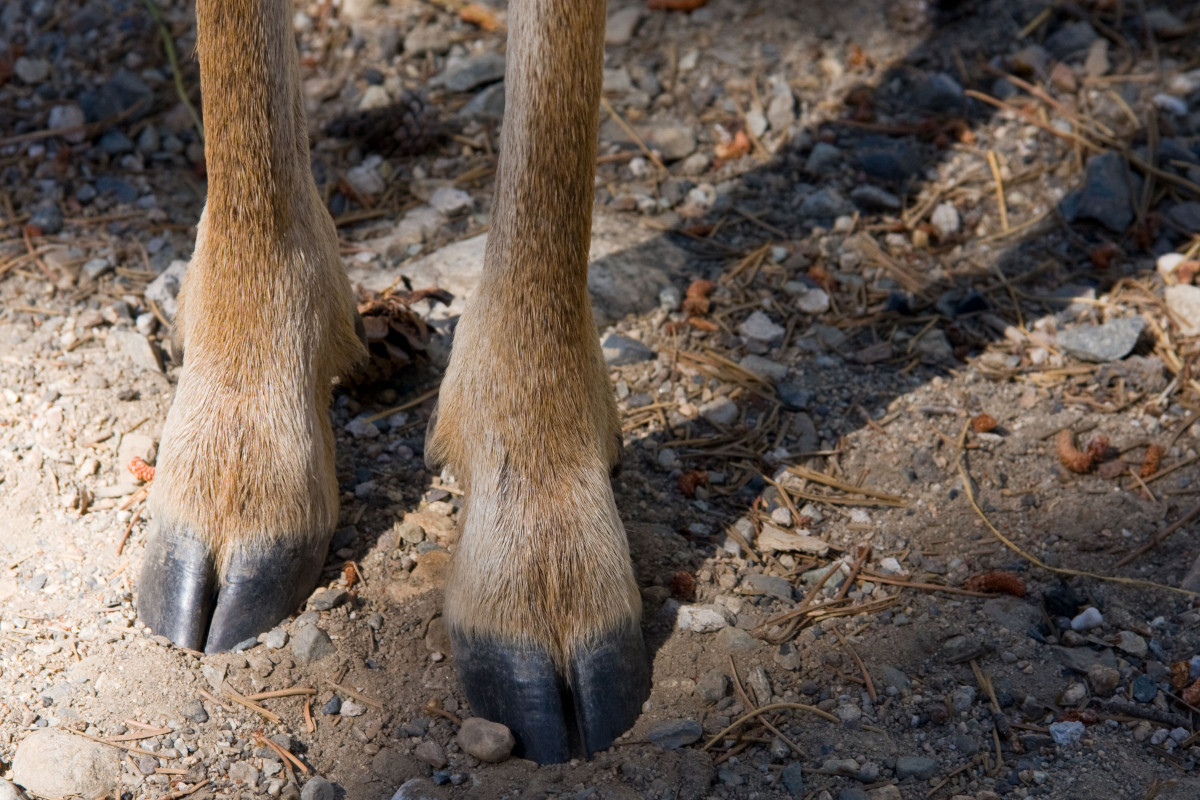 Deer Hooves