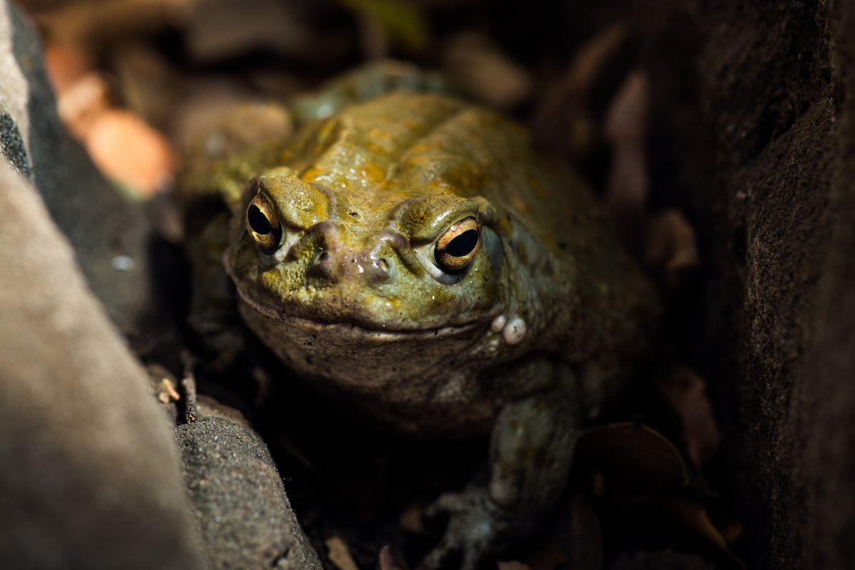 Sonoran desert frog