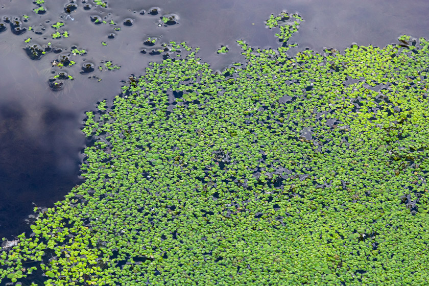 fishing frogs in the fall